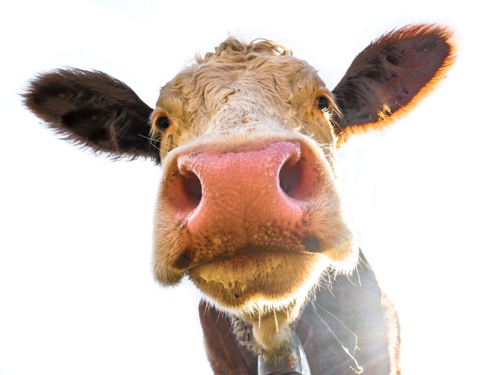 vache